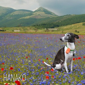 hanako