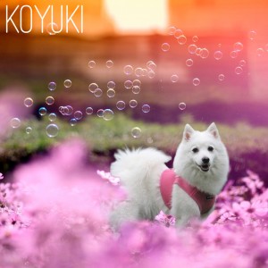 koyuki
